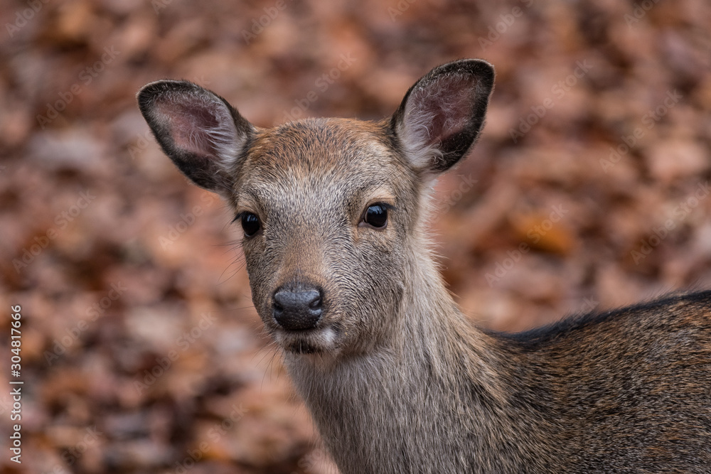 sika deer portrait blurry leaves in background sika deer portrait blurry leaves in background