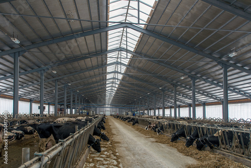 modern cowshed, for the cultivation of dairy breeds of cows