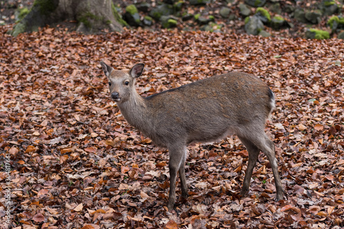 sika deer on autumnal leaves © AyKayORG