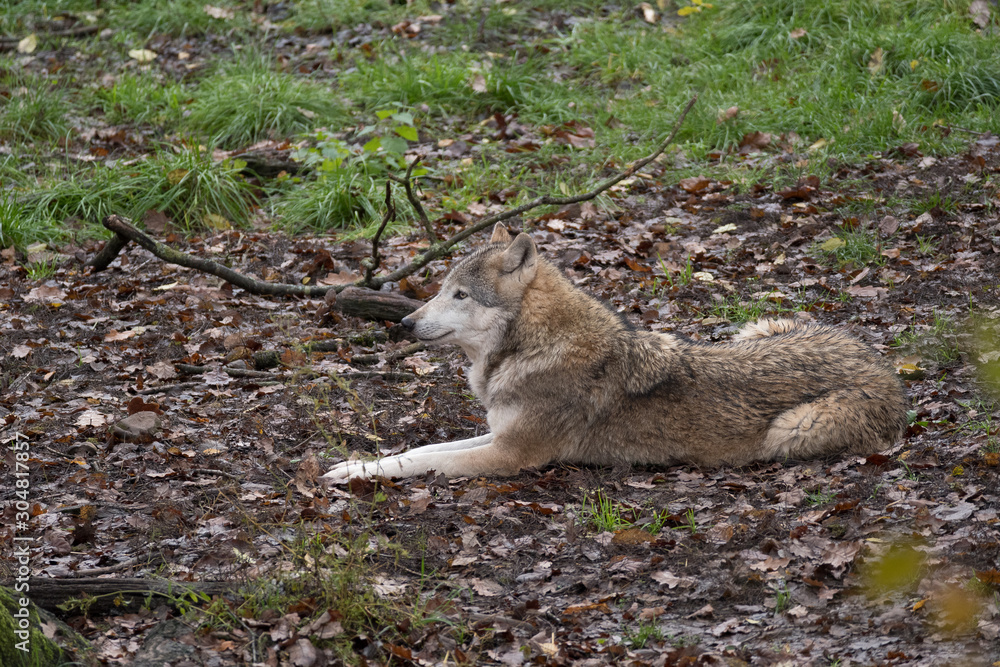 Naklejka premium wolf relaxed on forest floor