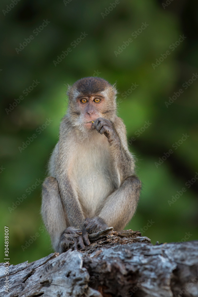 Macaque monkey in Borneo, Malaysia