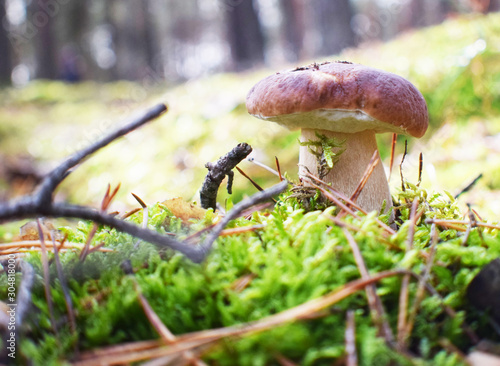 jesienne zbieranie grzybów rosnących na pięknym mchu photo