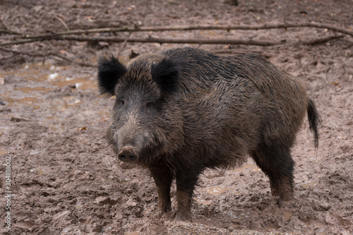 wild boar with fluffy ears standing in mud