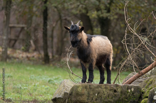 Photography goat