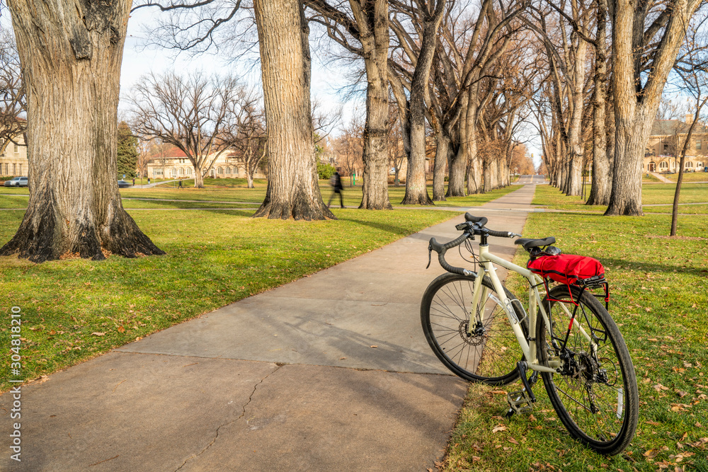 Allee of old American elm trees with bicycle