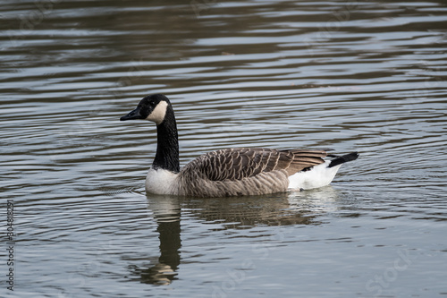 canada goose on pond
