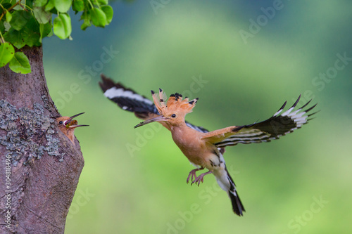 Eurasian Hoopoe (Upupa epops) feeding it's chicks captured in flight. © Ivan