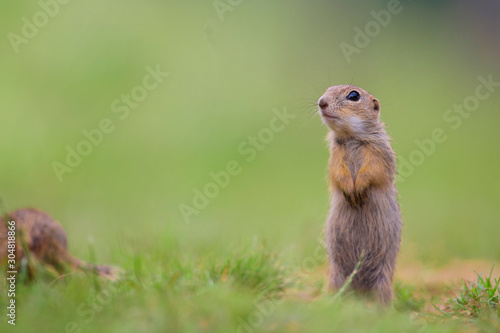 Cute European ground squirrels (Spermophilus citellus, Ziesel)