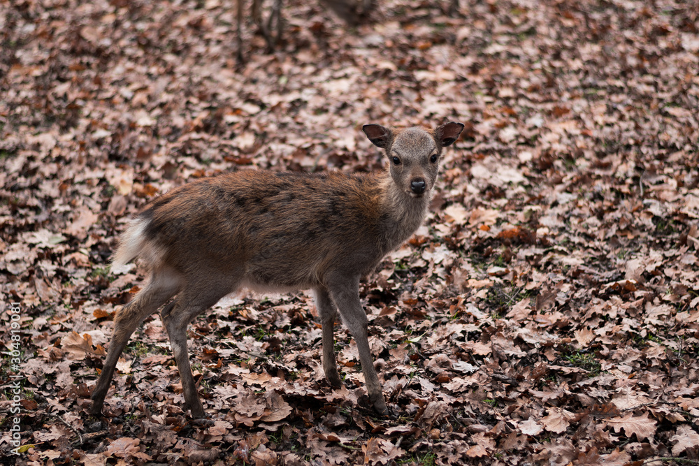 Fototapeta premium sika deer