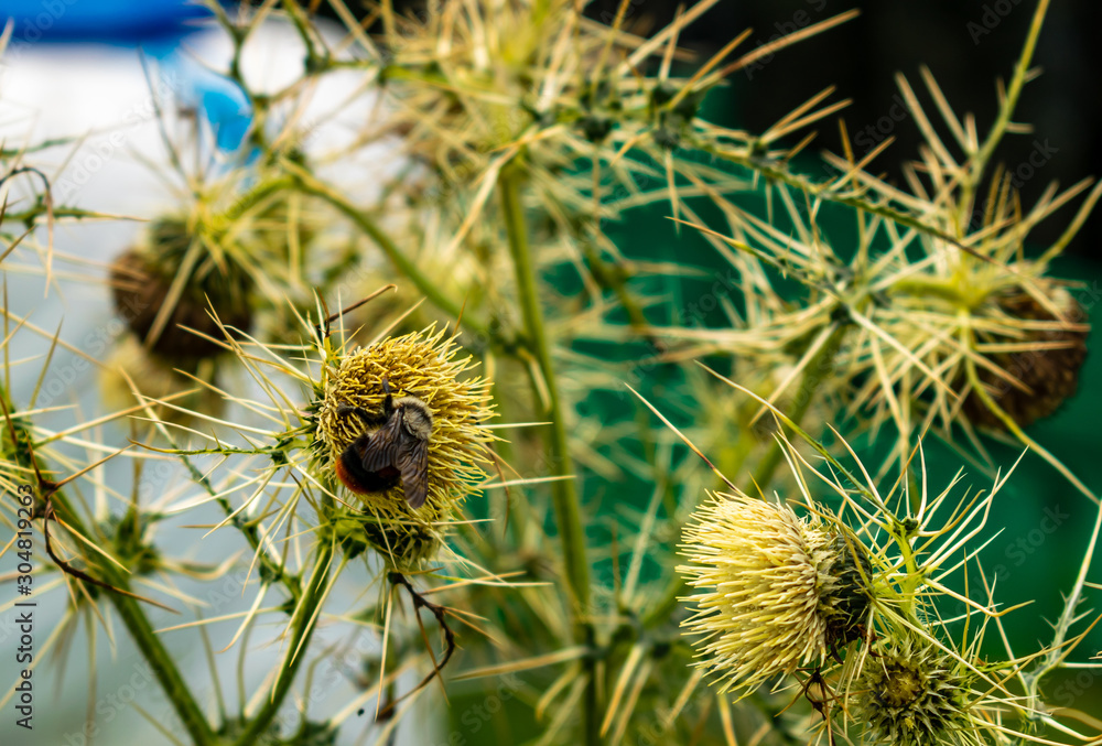 The bee and the wild flowers, Tiethan Valley The bee and the wild flowers, Tiethan Valley