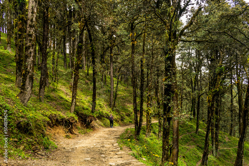 A forest trail  Jalori Pass  Tirthan Valley  Himachal Pradesh  India