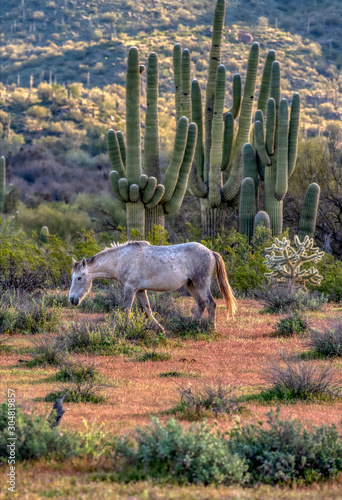 Wild Horses of Salt River Arizona