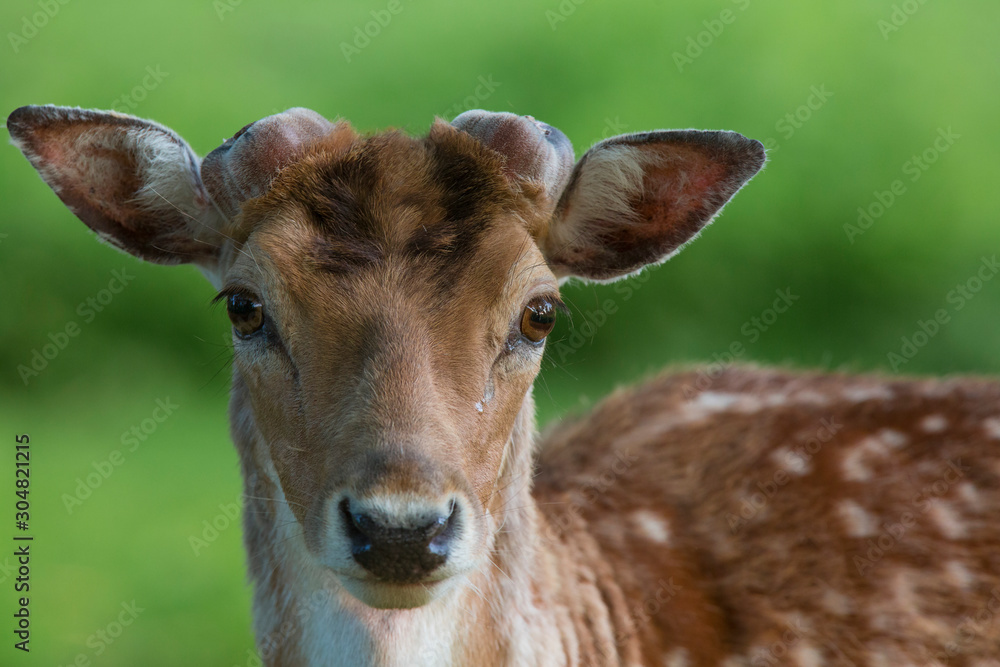 Wild fallow deer (dama dama) in nature , close up view.