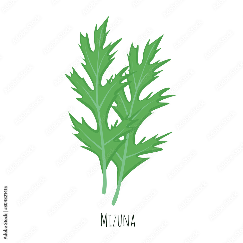 Fototapeta premium Mizuna green salad leaves vector illustration isolated on white