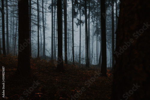 Foggy forest