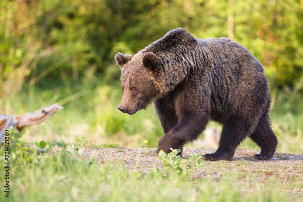 Brown bear (Ursus arctos) in the forest