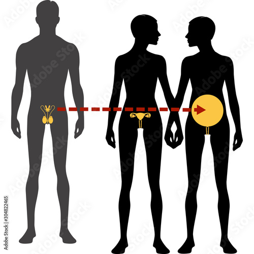 Male and females body silhouette and reproductive system. Surrogacy and in vitro fertilization, Isolated perfect image symbols on white background. Vector illustration.
