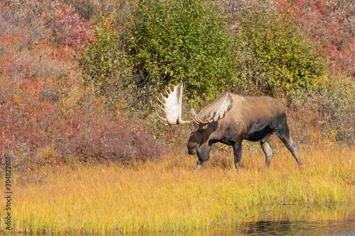 Alaks Yukon Bull Moose in Autumn  photo