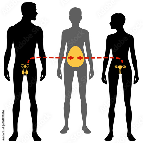 Male and females body silhouette and reproductive system. Surrogacy and in vitro fertilization, Isolated perfect image symbols on white background. Vector illustration.