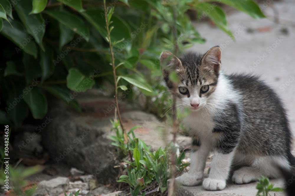 Naklejka premium cat in garden