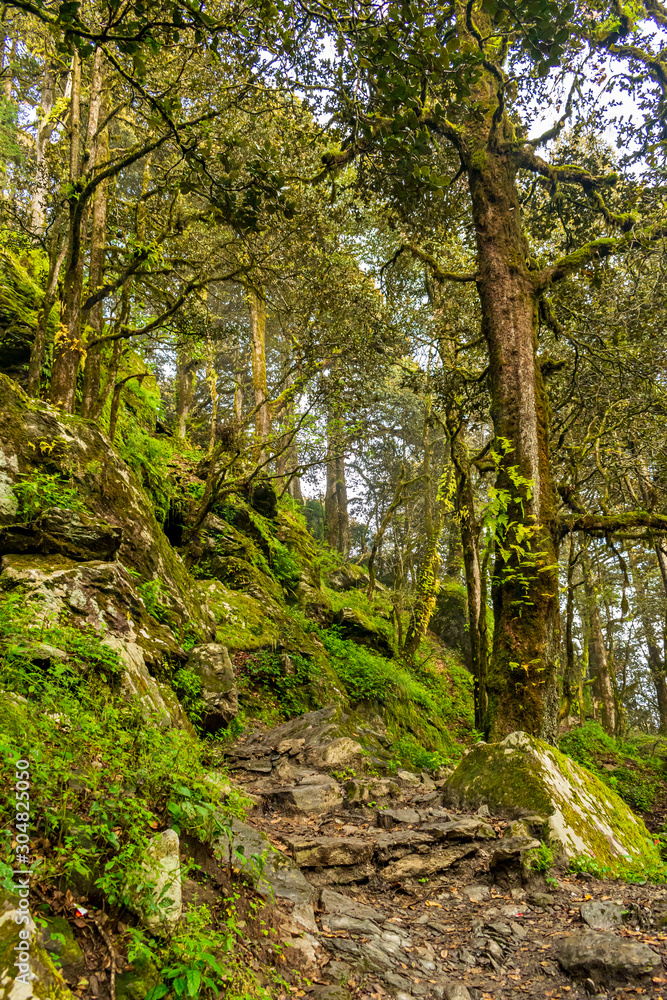 A forest trail, Jalori Pass, Tirthan Valley, Himachal Pradesh, India A forest trail, Jalori Pass, Tirthan Valley, Himachal Pradesh, India