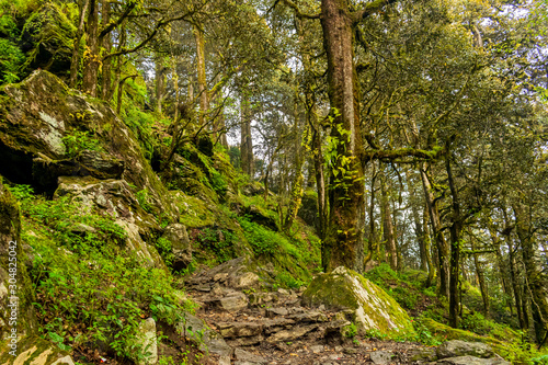 A forest trail, Jalori Pass, Tirthan Valley, Himachal Pradesh, India