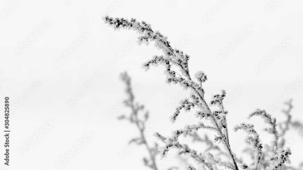 Black and white twig with snowflakes
