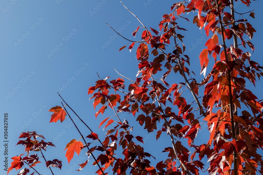 red autumn leaves on branches against blue sky red autumn leaves on branches against blue sky