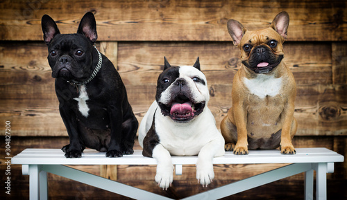 group of dogs breed french bulldog together
