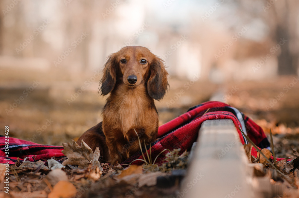 Yellow long 2024 haired dachshund