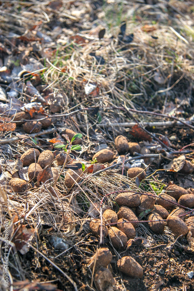 Dry animal feces in dry grass close-up. Round balls of hare or roe deer or elk. Dry animal feces in dry grass close-up. Round balls of hare or roe deer or elk.