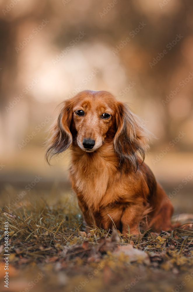 Yellow long haired dachshund hotsell