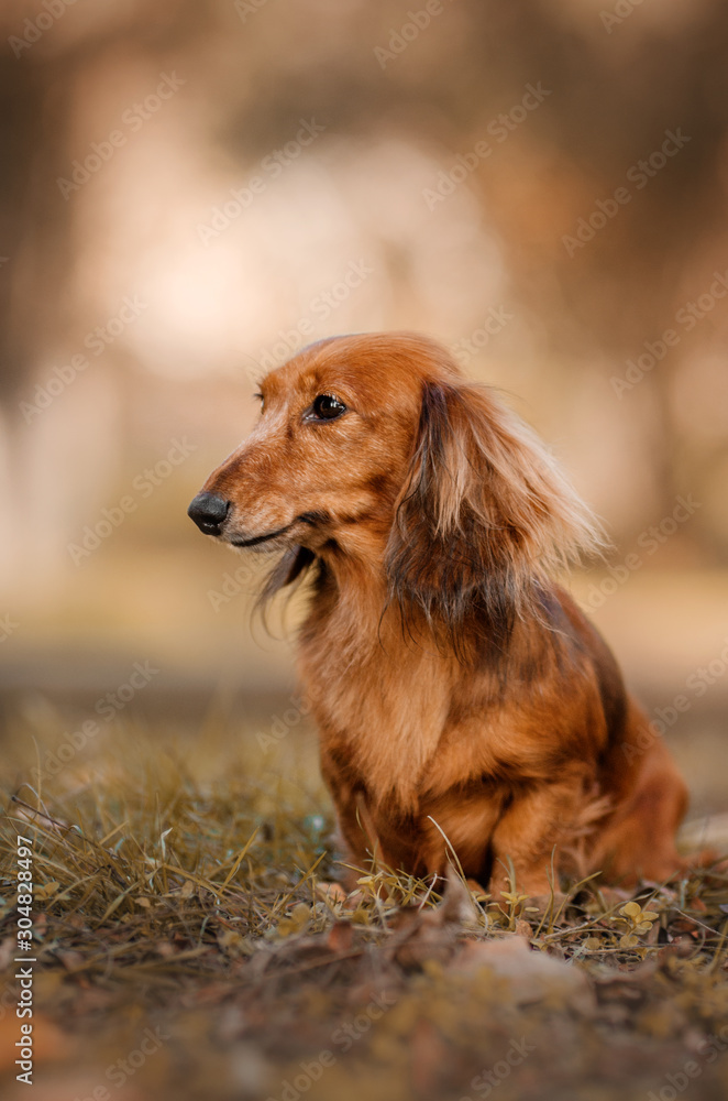 red-haired dachshund long-haired beautiful autumn portrait walk in the park yellow leaves