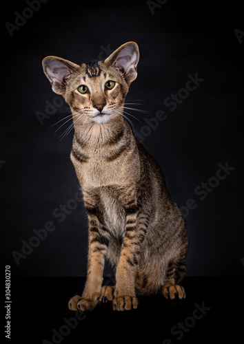 Schilderij op canvas Cute Oriental Shorthair cat looking at the camera with his green eyes