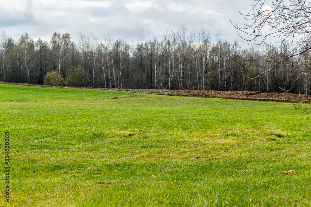 Fototapeta premium Late autumn. Green grass on a pasture . Forest in the background. Dairy farm Podlasie, Poland.