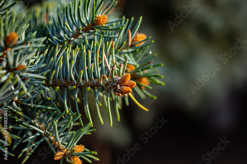 Fototapeta Naklejka Na Ścianę i Meble -  fluffy green branches of the spruce