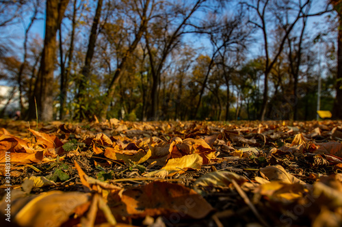 fallen leaves in the autumn Park