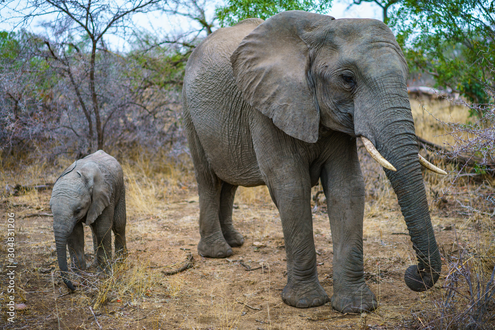 elephants with baby elephant in kruger national park, mpumalanga, south africa 14