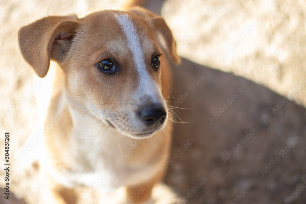 Dog with brown and white fur with cute eyes close up. Dog with brown and white fur with cute eyes close up.