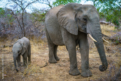 elephants with baby elephant in kruger national park  mpumalanga  south africa 14