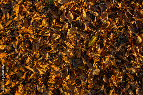 fallen leaves in the autumn Park