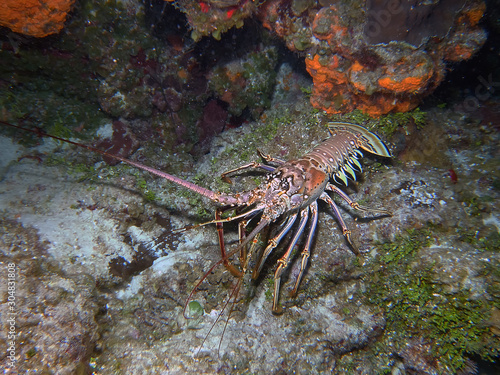 Caribbean Spiny Lobster  Panulirus argus 