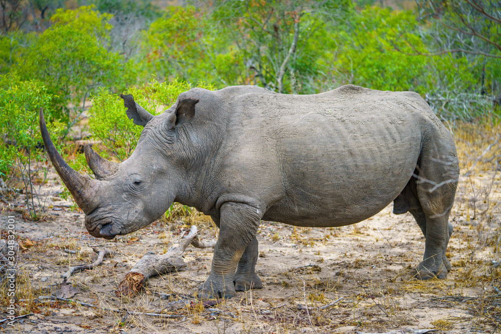 Fototapeta premium white rhino in kruger national park, mpumalanga, south africa 24