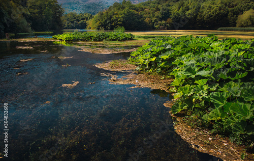 river in the forest