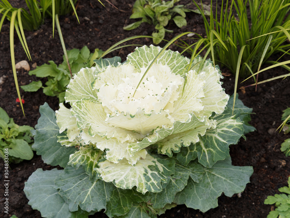 Brassica oleracea acephala | Chou d'ornement ou chou décoratif au feuillage extérieur vert, frangé et ondulé, au feuillage intérieur coloré de blanc Brassica oleracea acephala | Chou d'ornement ou chou décoratif au feuillage extérieur vert, frangé et ondulé, au feuillage intérieur coloré de blanc