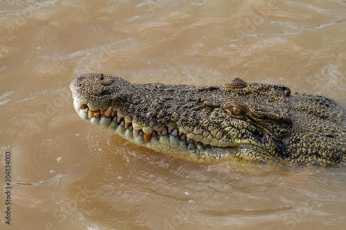  crocodiles in northern australian territory