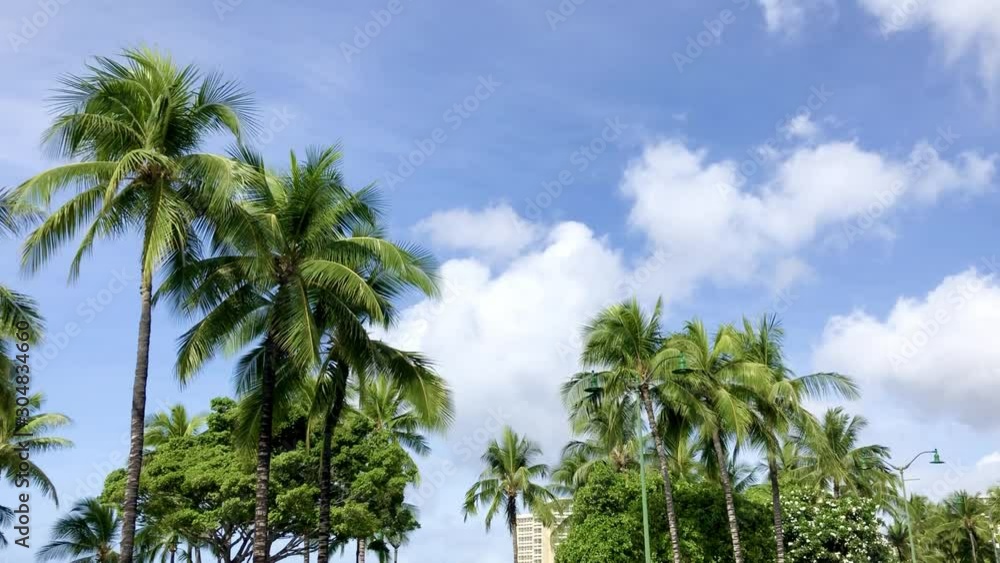 Group of beautiful Hawaiian palm trees in windy day in Honolulu, Waikiki Beach. Group of beautiful Hawaiian palm trees in windy day in Honolulu, Waikiki Beach.