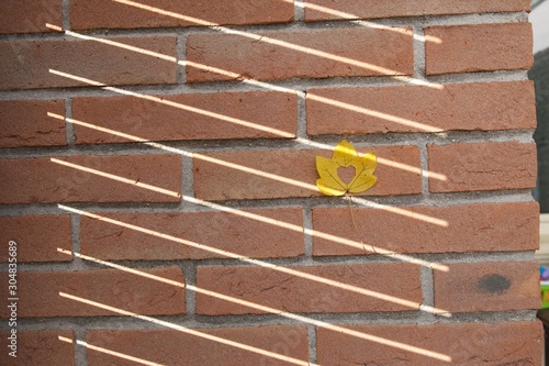 leaf on the wall