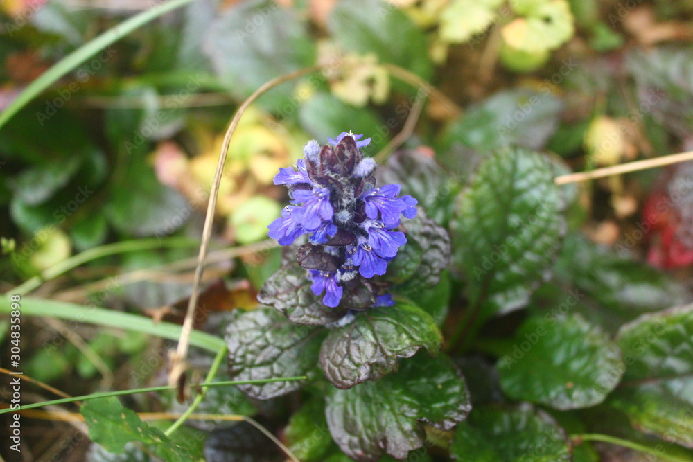 Purple flower with green leaves close up Purple flower with green leaves close up