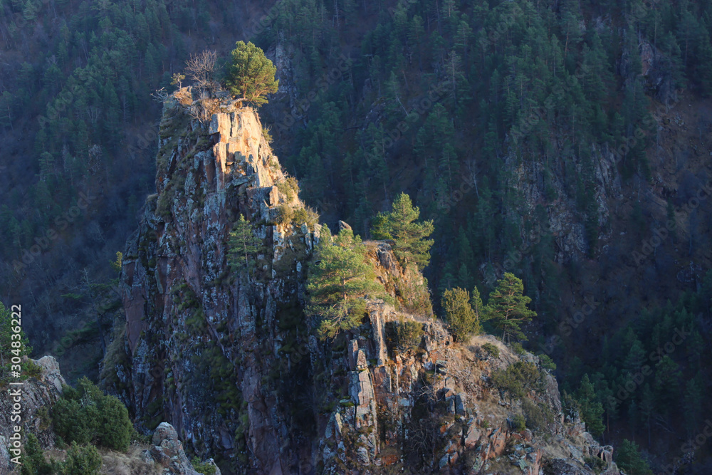 Fototapeta premium The trees growing on mountains
